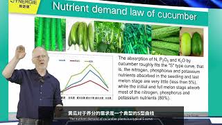 The secret of Synergie helping cucumber achieve high yield [upl. by Felicidad]