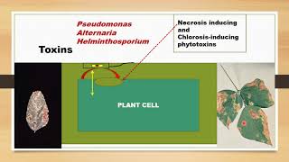 Plant Pathogens amp Their Weapons of Destruction [upl. by Hgeilyak]