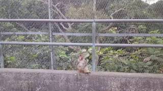 The severely injured small macaque is still alive Hong Kong monkeys [upl. by Wilhelmina203]