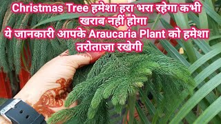 Christmas Tree हमेशा हरा भरा रहेगा  ये जानकारी आपके Araucaria Plant को तरोताजा रखेगी Hindi [upl. by Cope]