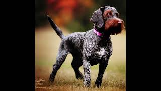 Discover the Versatile German Wirehaired Pointer A Perfect Hunting Companion [upl. by Fayola]