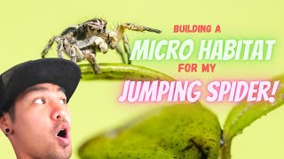 Building a Micro Habit by Zilla For My Jumping Spider [upl. by Ahsinawt]