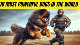 Beware 10 Dogs With Unmatched Power and Strength [upl. by Iveksarap]