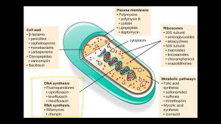 AntiBacterial Drug Targets [upl. by Ennaillek749]