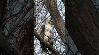 Red tailed hawk scanning the park [upl. by Sherilyn]