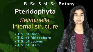 Pteridophyta  Selaginella  Internal structure  Botany  B Sc amp M Sc [upl. by Llenral]