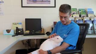 MSPCA  Everett a New Zealand White Rabbit [upl. by Taryne]