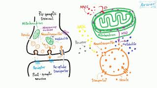 monoamine oxidase [upl. by Nahij]