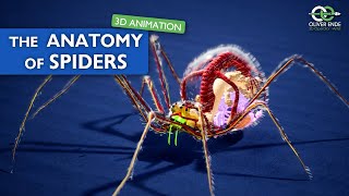 The fantastic anatomy of spiders  all you have to know [upl. by Fish]