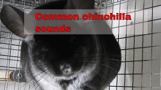 Most common chinchilla sounds [upl. by Suoivatnod]