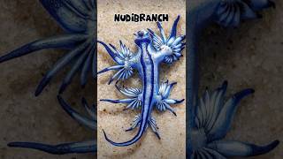 A brief introduction to 😘Nudibranch🥰horts youtubeshorts [upl. by Dleifniw]