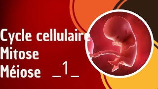 Cycle cellulaire Mitose méiose partie 1 [upl. by Fionnula]