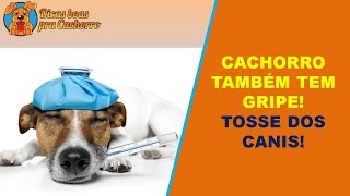 CACHORRO também tem GRIPE Tosse dos canis [upl. by Maccarthy]