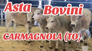 ASTA BOVINI CARMAGNOLA TO piemonte [upl. by Cadal]