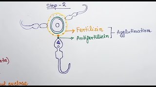 External Fertilization in Sea Urchin Hindi   Resact  Bindin Fertilizin  Acrosome [upl. by Vachell]