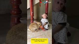 Kisah DazuL dan Pak Abdikfyp fypage fypyoutube fypviral fypシ゚ monkey rabbit [upl. by Mikkanen]