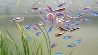 most beautiful fish the neon tetra  feeding a school of 53 individuals [upl. by Titus]