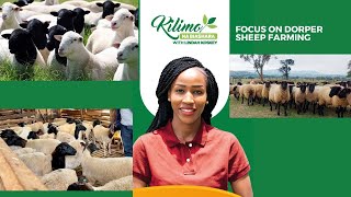 Focus On Dorper Sheep Farming  Kilimo na Biashara [upl. by Nevuer]