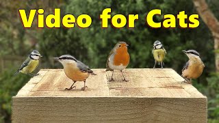 Videos for Cats to Watch  The Prettiest Birds [upl. by Unam]