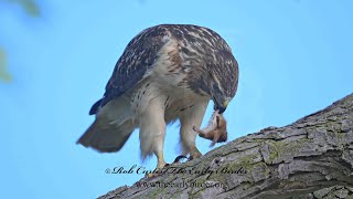 Buteo jamaicensis REDTAILED HAWK hunting feeds on chipmunk 9084273 [upl. by Neetsyrk]