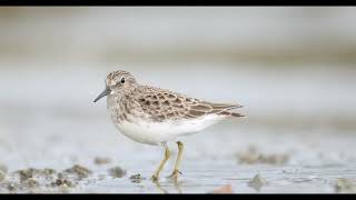 Least Sandpiper [upl. by Liagabba25]