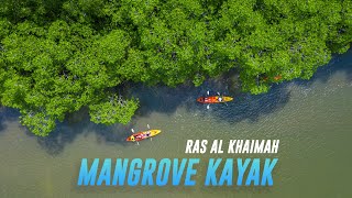 Beautiful Mangrove Kayak in Ras AlKhaimah [upl. by Amaras]