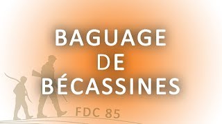 Baguage de bécassines [upl. by Fantasia]