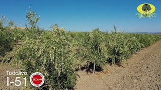 Nuevas variedades de secano en Olivar en Seto [upl. by Naehgem656]