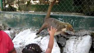 Coatimundi video [upl. by Natascha]