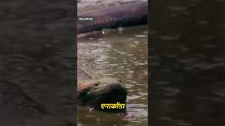 Anaconda Eats Deer Whole  Anaconda vs Python  Wild Animal Fights [upl. by Adnih]