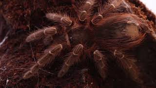 The Bold Tarantula  Acanthoscurria chacoana [upl. by Adnahc]