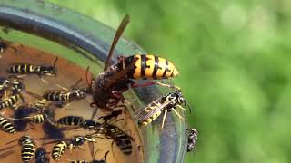 Trapping Wasps Hornets and Yellow Jackets Best Bait Mixture and lure Protecting Honey Bees [upl. by Esina686]