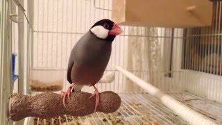 Java finch sings after eating maggots yummy food for finch babies [upl. by Oyek702]