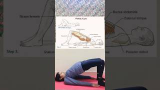 Pelvic Curl Pilates Exercise muscle pilates muscle anatomy yogawithphysio exercise [upl. by Stanway]