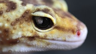 Buying or Own a Leopard Gecko Make sure you know this [upl. by Hornstein860]