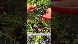 Results after pruning portulaca flower its more flowering shortvideo howtogrowportulaca flowers [upl. by Auberon]