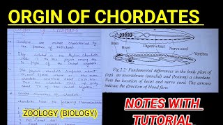 Origin of chordates part 2 notes with explanation biology zoology neet chordatesnotes vbu [upl. by Nelrah817]