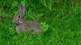 European Rabbit or Common Rabbit Oryctolagus cuniculus  Wildkaninchen 1 [upl. by Eidnac]