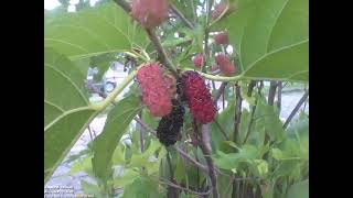 Beautiful blackberry tree in the science museum it even has ripe fruit Nature amp Animals [upl. by Marguerite180]