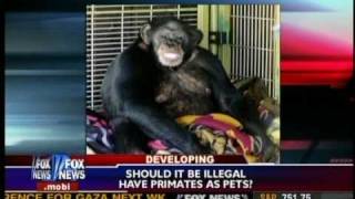 Chimp Attack  Fox News Feb 2009 [upl. by Neal]