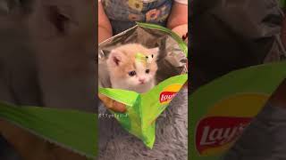 Surprise cat for baby 😱🐱🐈❤️🌈✅🚀👧🏻 [upl. by Anuqahs]