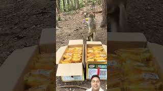 monkeycute funnytrendingshortvideo [upl. by Otreblasiul432]