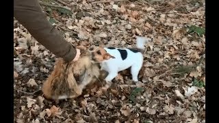 Parson Russell Terrier Jagdhundetraining am erlegten Fuchs  train working dogs on shot fox [upl. by Rehpotsirhk]