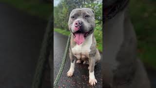 American Bully Boss dog americanbully xlbully [upl. by Yeargain]