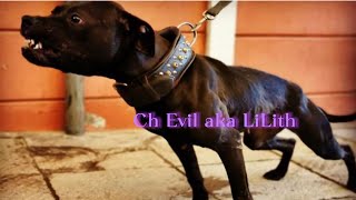 Champion Evil pitbulls apbt pitbullpuppy [upl. by Celestina363]