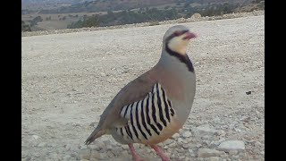 Alectoris Chukar [upl. by Satterlee]