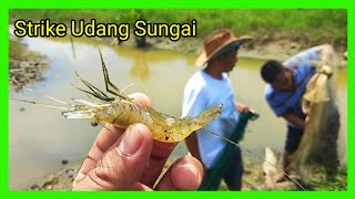 Cara Mengambil Udang Sungai [upl. by Leonteen]