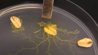 Physarum polycephalum Subculturing on clean agar [upl. by Ahseral542]