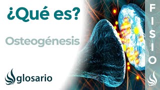 OSTEOGÉNESIS  Qué es cómo se produce qué estructuras intervienen e importancia [upl. by Ynavoeg]