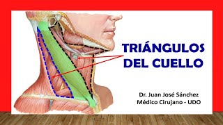 🥇 TRIÁNGULOS DEL CUELLO Fácil Rápido y Sencillo [upl. by Mylan24]